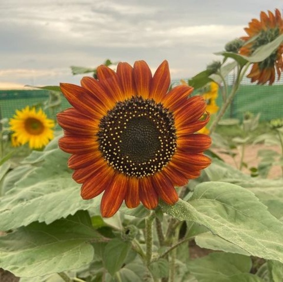 Meet your Posher, Jennifer - Picture 1 of 1